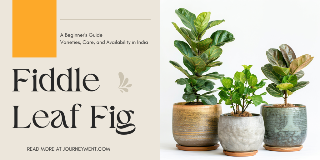 Fiddle leaf fig information page banner image. It shows the 3 different varieties of fiddle leaf fig