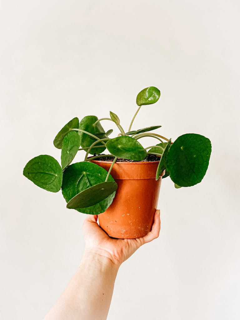 A Chinese Money Plant in a Pot