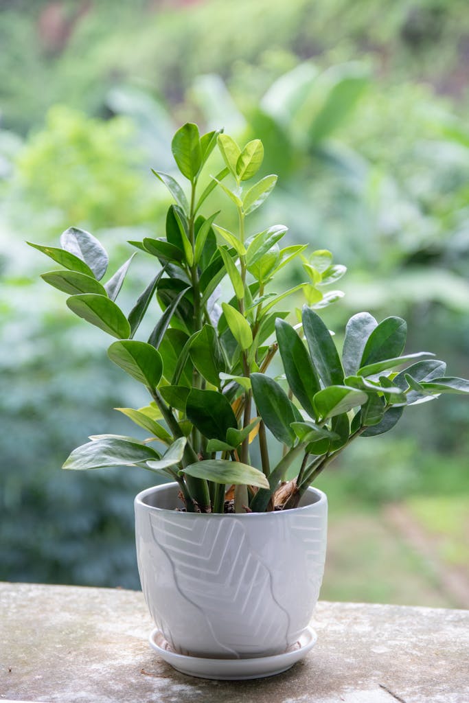 A Close-Up Shot of a Potted Plant