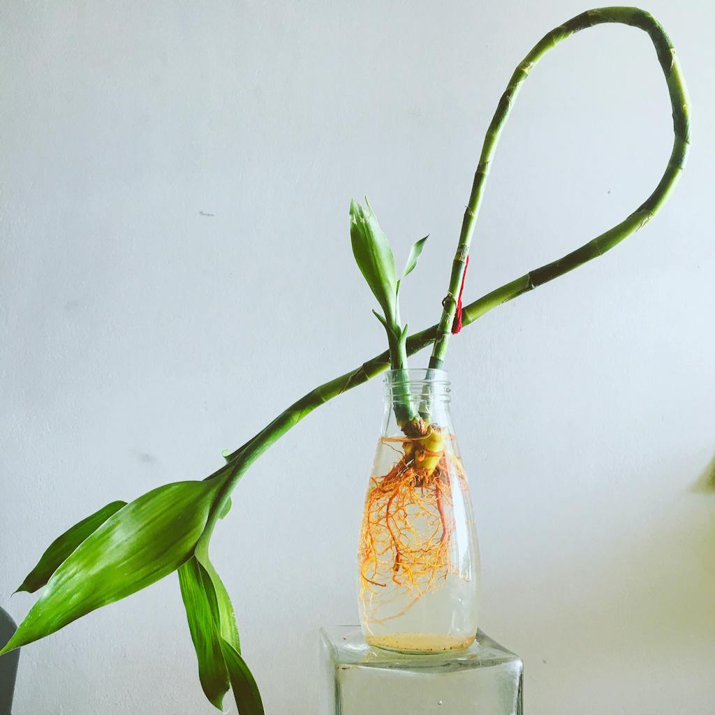 A Fortune Plant in a Clear Glass Vase with Water