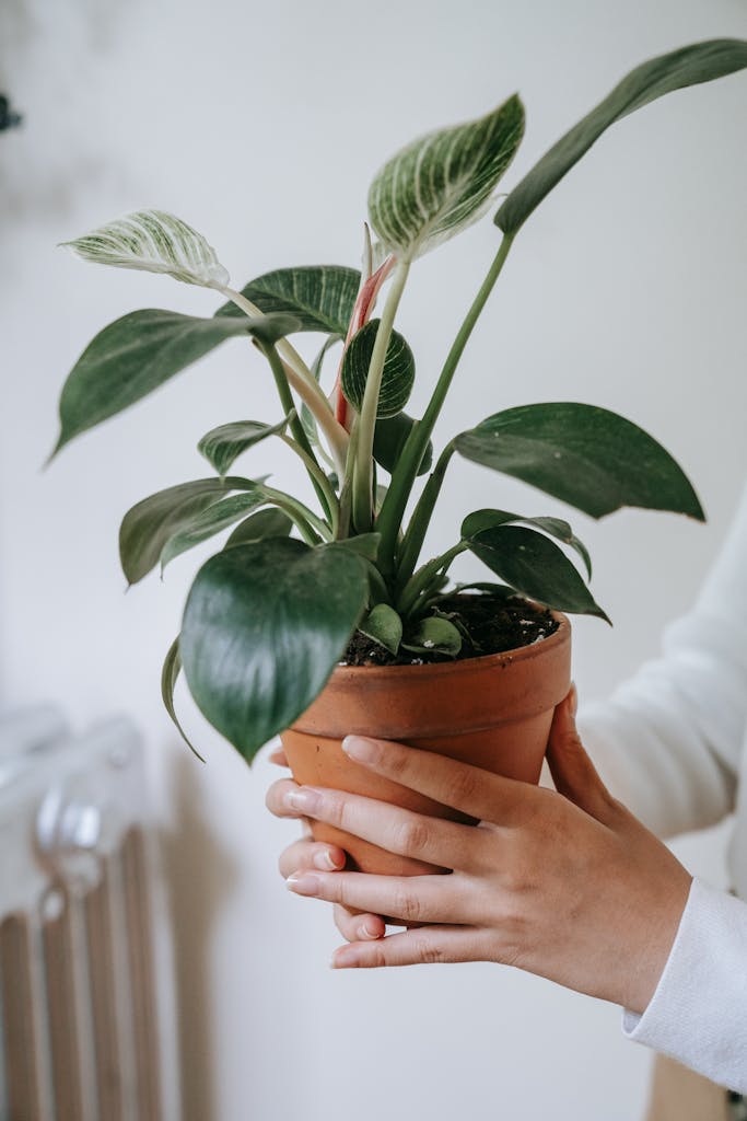 A Person Holding a Plant in a Clay Pot