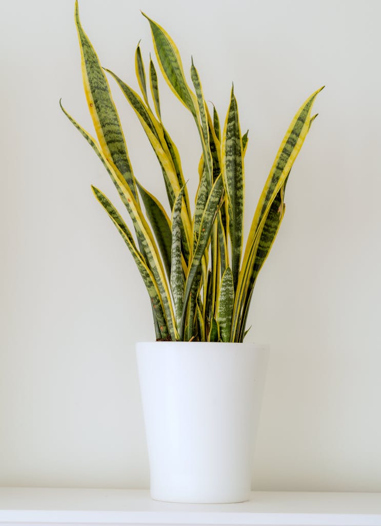 A snake plant in a white pot on a shelf