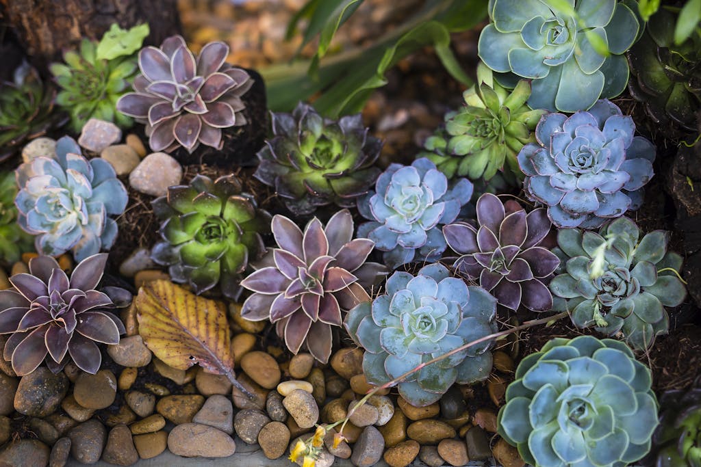 Assorted-color Flowers