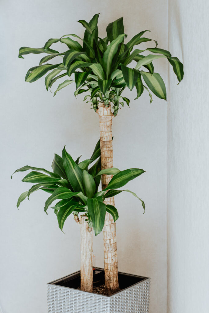 Dracaena Plant in pot