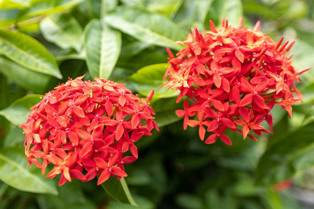 Chinese Ixora Plants in the Garden