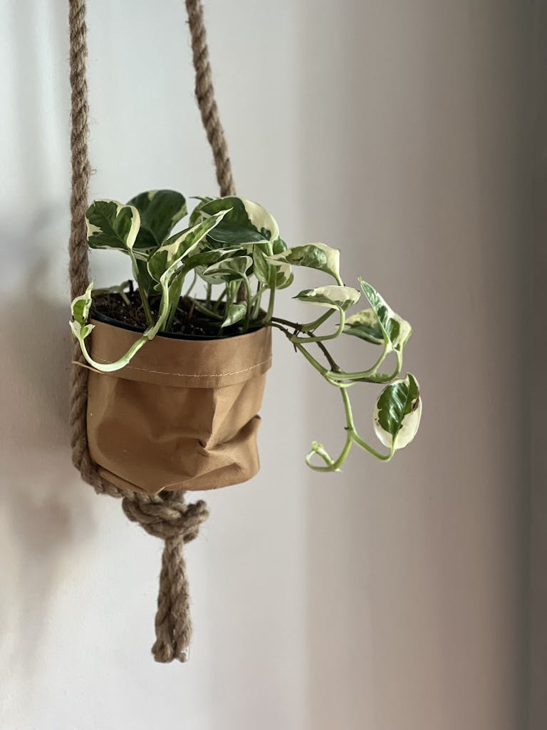 Close-Up of a Hanging Plant