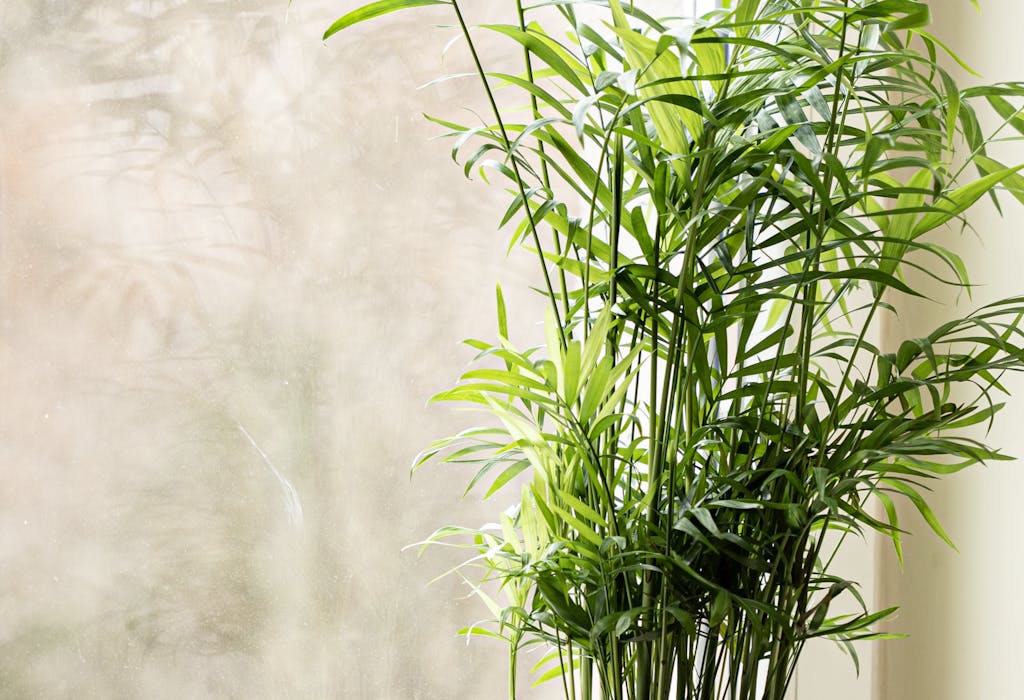 Close-up of a Houseplant