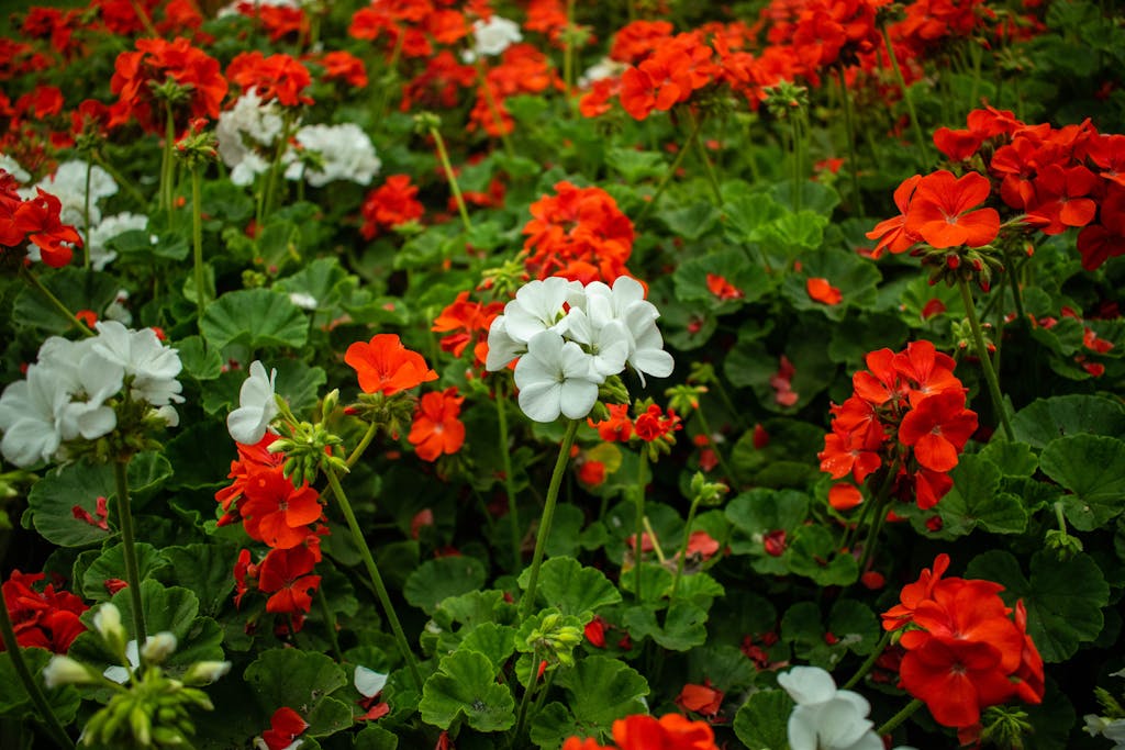 Close Up of Blooming Geranium Flowers