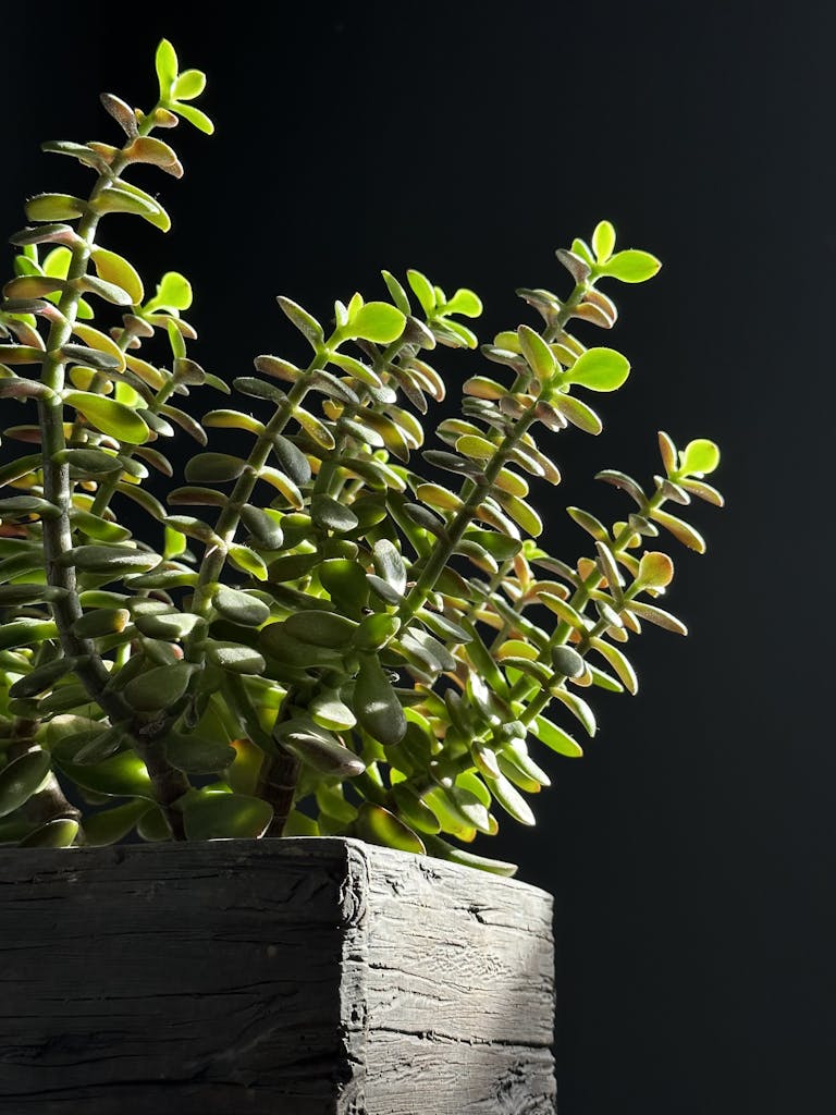 Close-Up Photograph of a Jade Plant