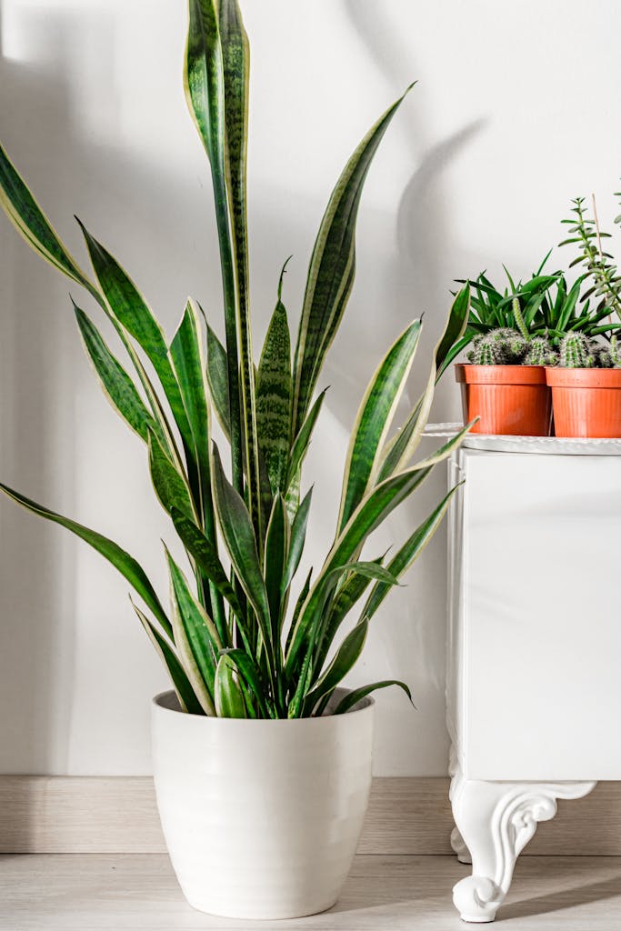 Close-Up Shot of a Green Snake Plant in White Ceramic Plant