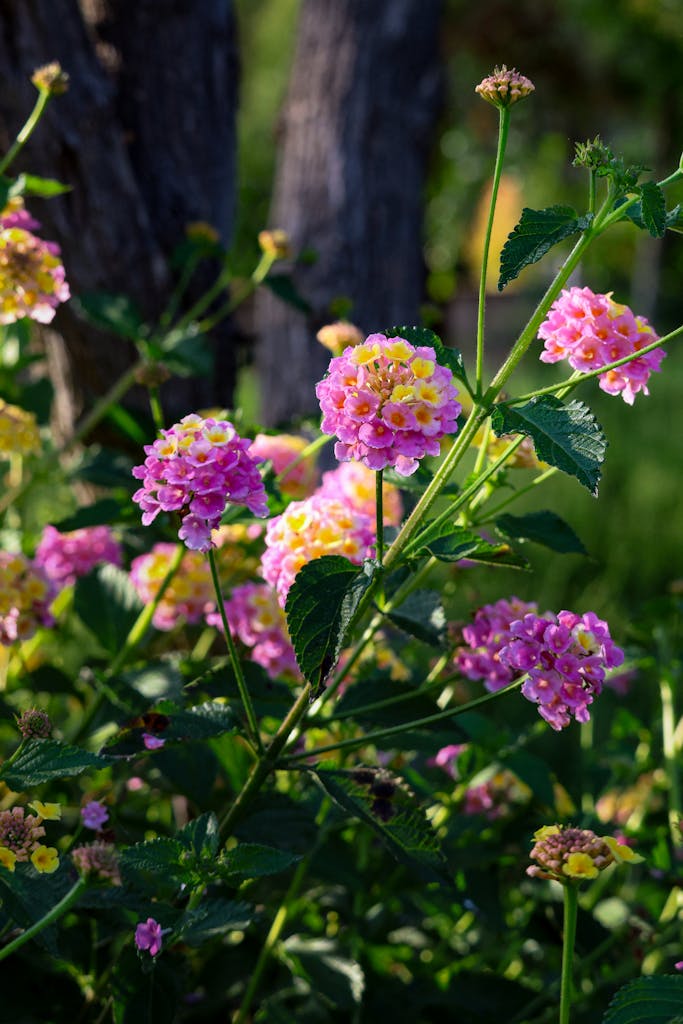 Clsoe-up of a Pink Shrub Verbena Growing in a Park