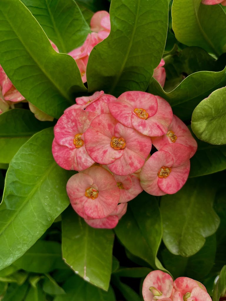 Crown of Thorns Flowers