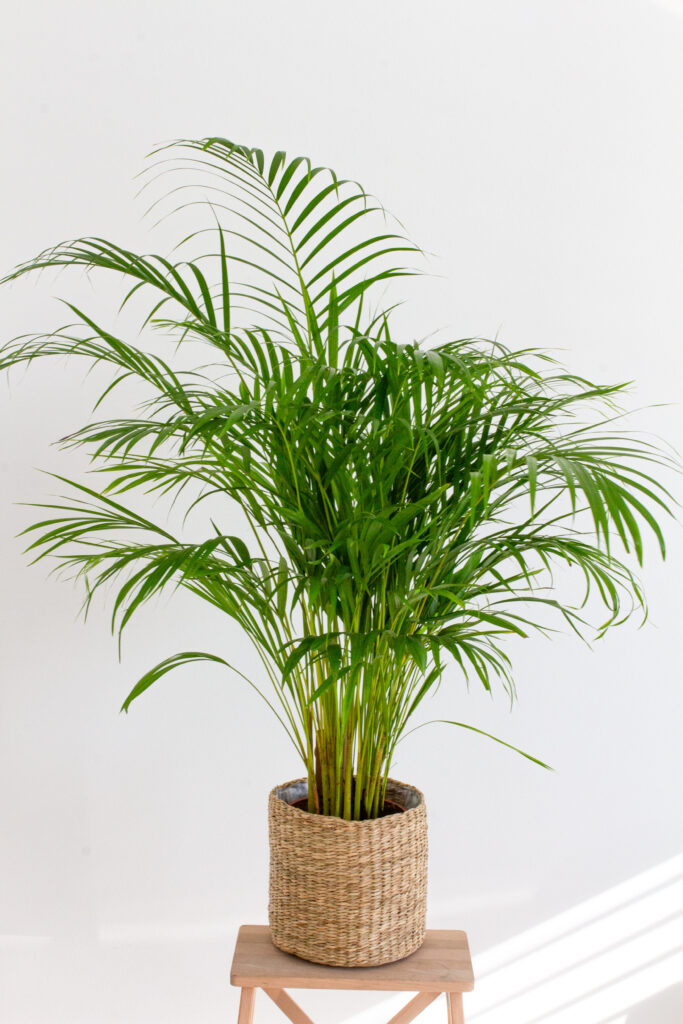 Areca Palm Plant in Basket