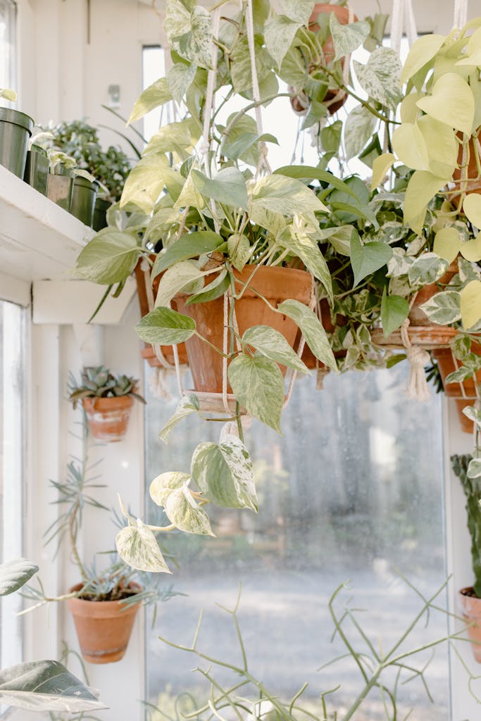 Golden and Marble Pothos in Brown Pot