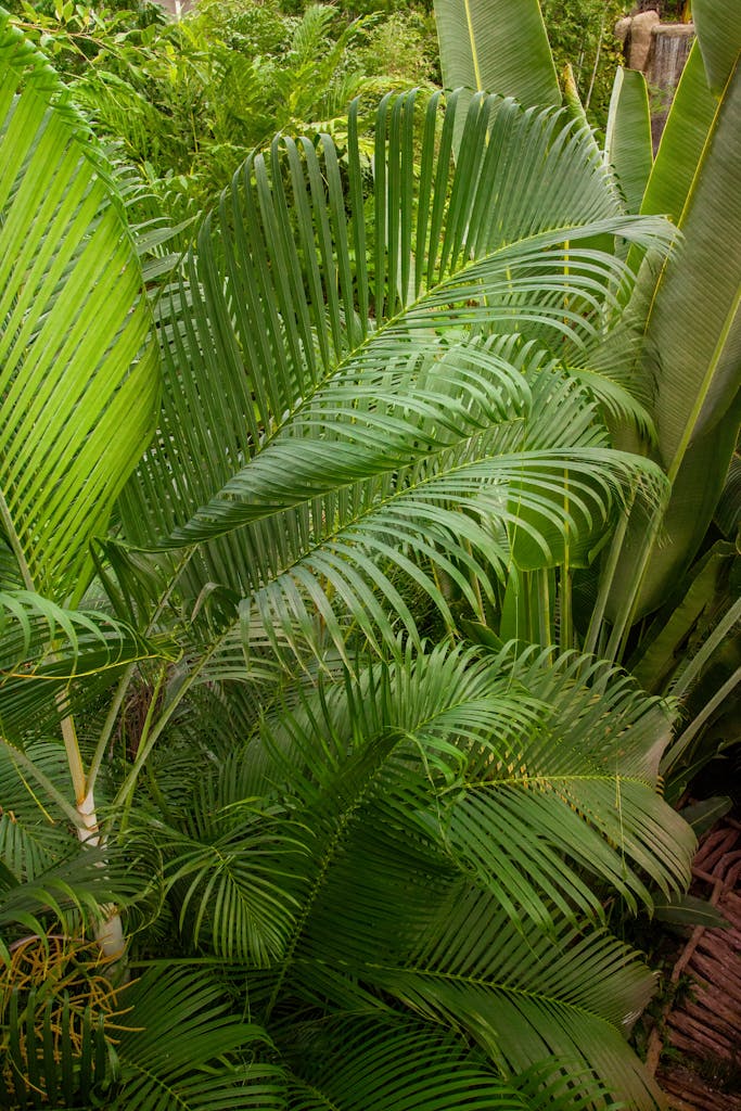 Green Palm Tree