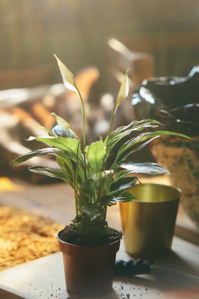 Green Plant in a Clay Pot