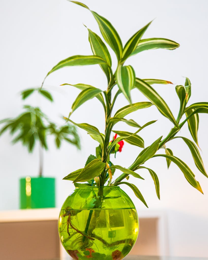 Green Plant in Green Glass Vase