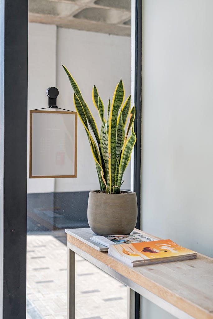 Indoor Plant Beside Books