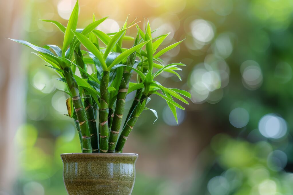 Lucky bamboo plant in an earthy ceramic pot close up.