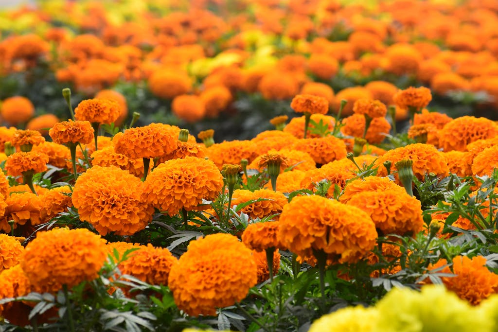 Orange marigold flower field