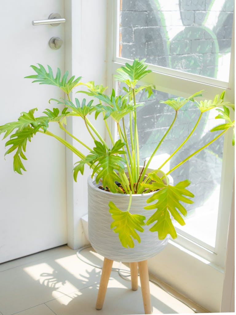 Philodendron Xanadu in a White Pot