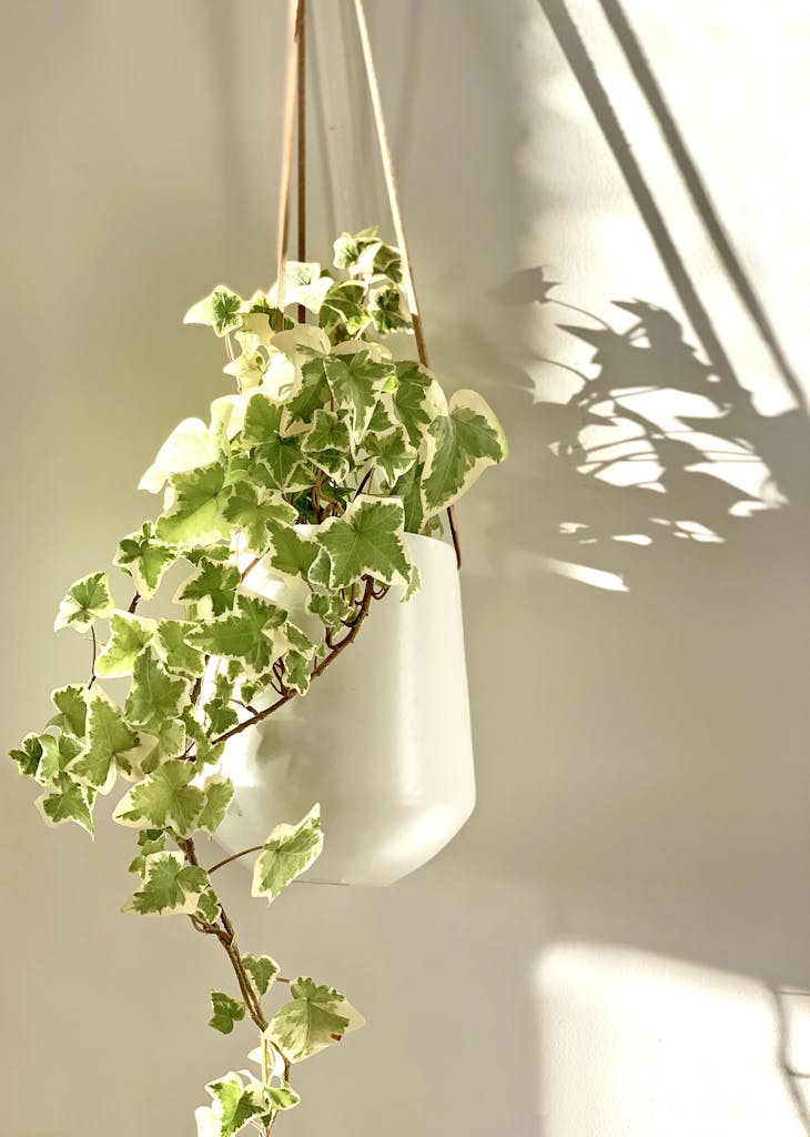 Photo of an Ivy Plant in a White Pot