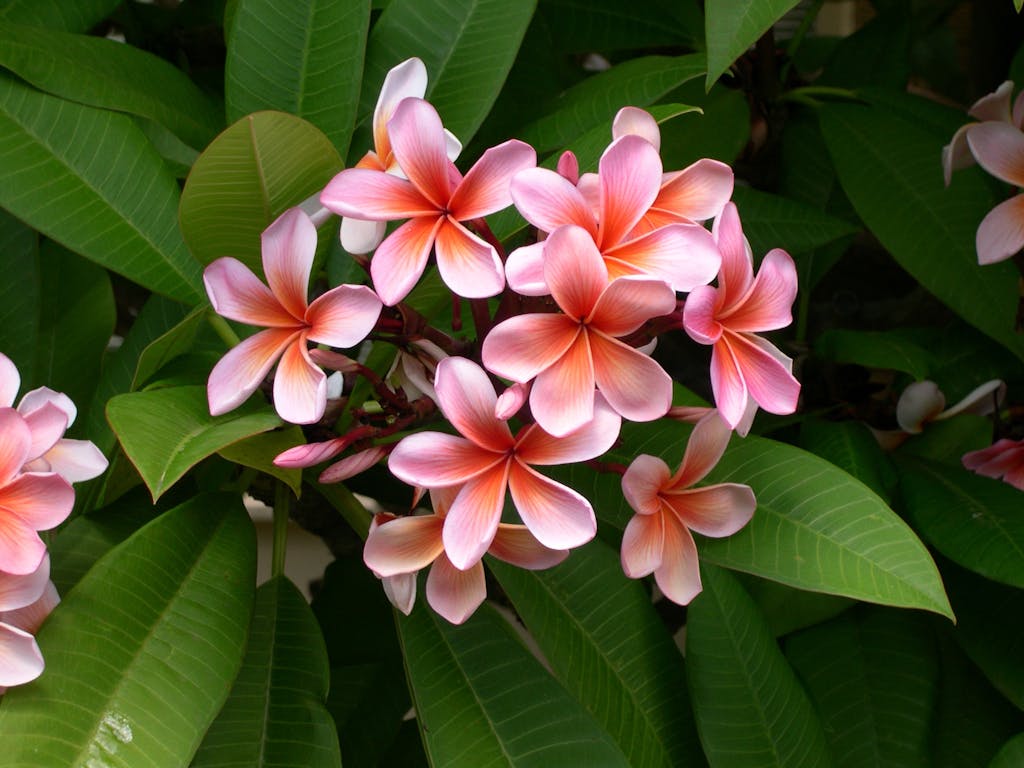 Pink Flowers and Green Leaves Plumeria