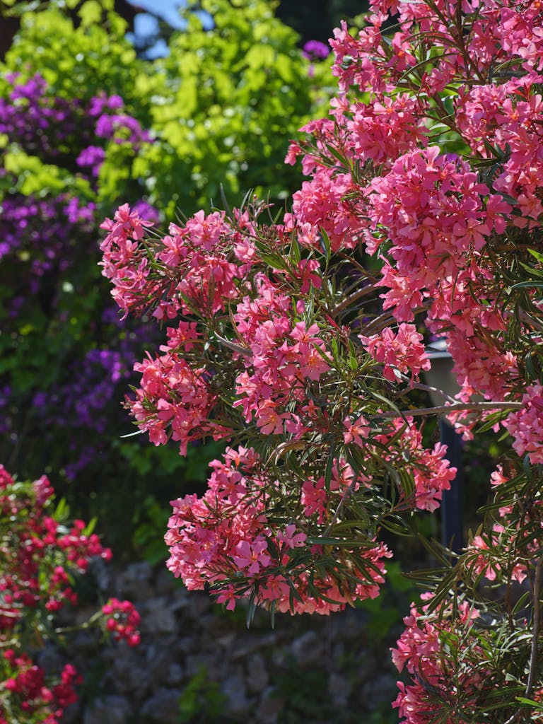 Pink Orelander Flowers on a Tree