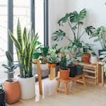 Potted Green Indoor Plants