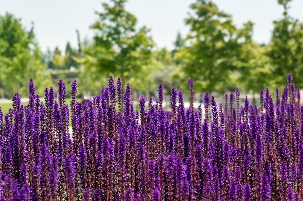 Lavender Flower Field