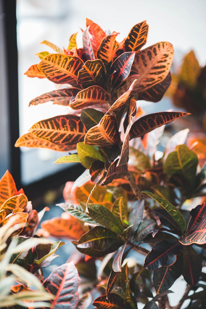 Selective Focus of Croton Plants