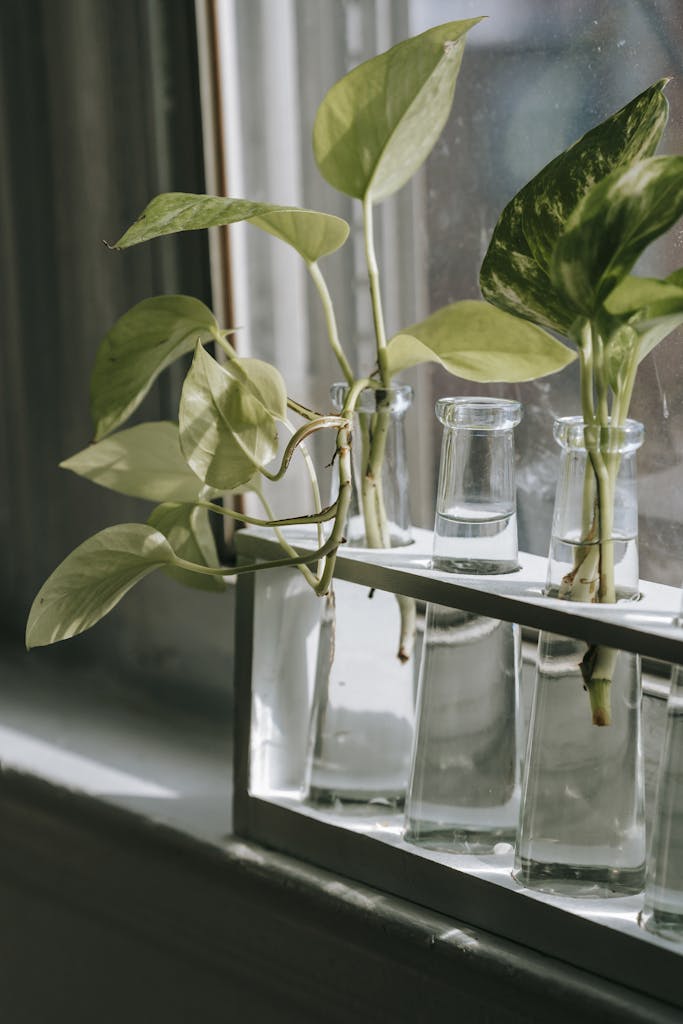 Set of transparent vases with green plants with sprouts and green leaves placed on windowsill near window in light room