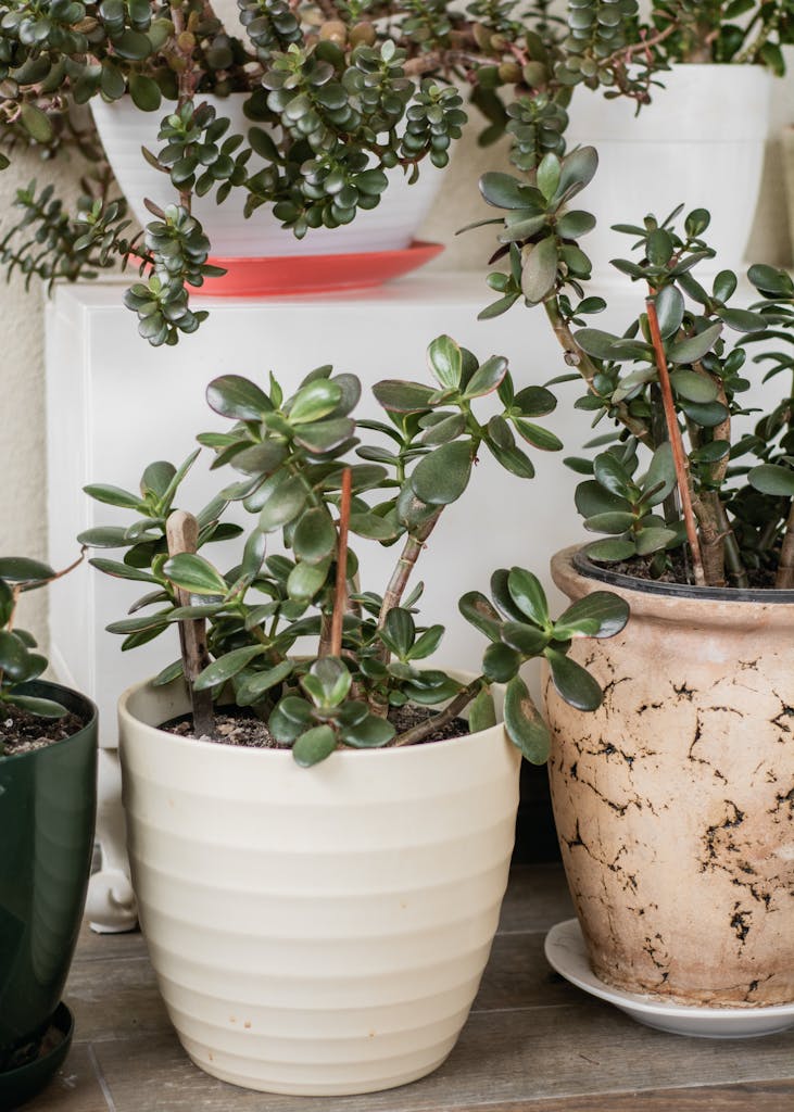 Several potted plants on a shelf with a plant in the middle