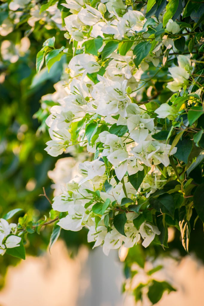 White Bougainvillea Flowers in Bloom