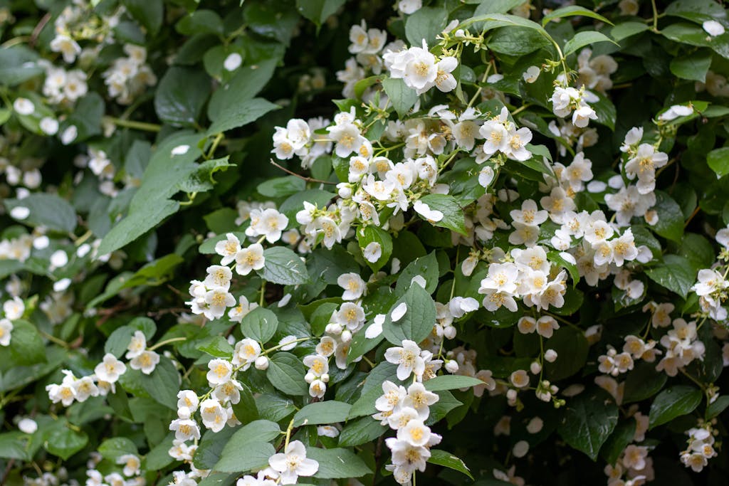 Jasmine flowers