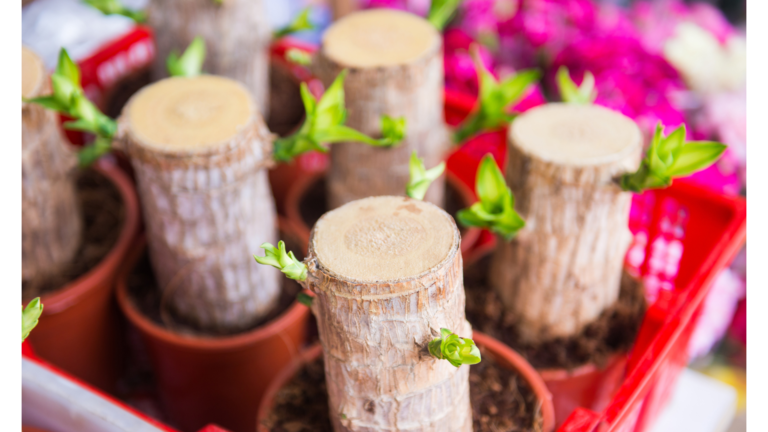 Brazilian Wood Plant: Care, Benefits, & Where to Buy