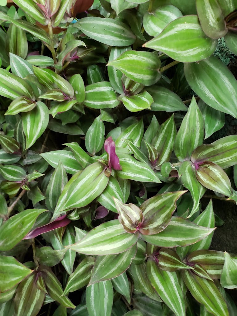 Vibrant Tradescantia leaves with green and purple hues in Lalitpur, Nepal garden.
