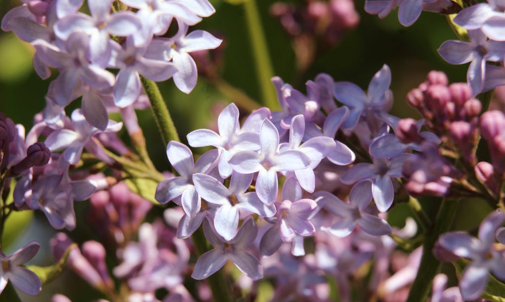 15 Low Maintenance Full Sun Plants You'll Love
