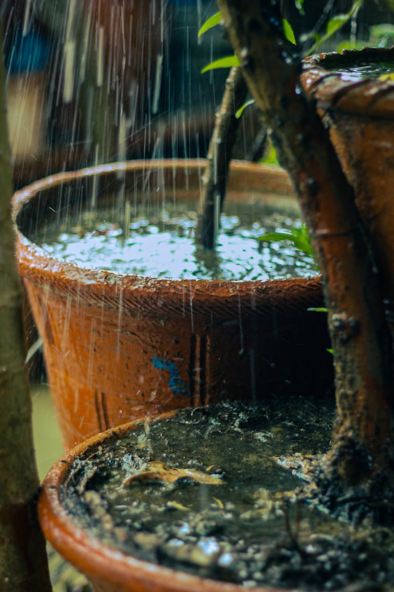 Rainwater fills terracotta pots nurturing plants in an outdoor setting. Captured during a rainy day.